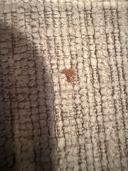 Carpet Beetle larvae