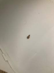 Bed Bug
