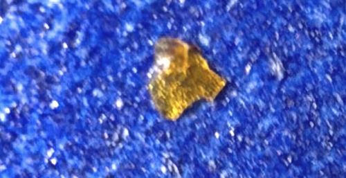 Bed Bug Shell / Molt / Casing