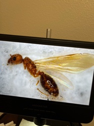 Winged Ant (Queen or Male Alate)