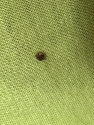 Carpet beetle larva (likely Black Carpet Beetle or Varied Carpet Beetle)