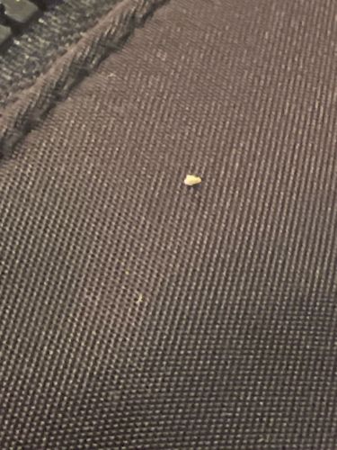 Unidentifiable insect/debris