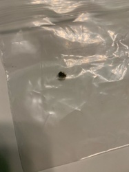 Unidentifiable insect fragment