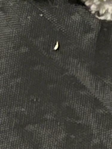 Case-bearing Clothes Moth Larva