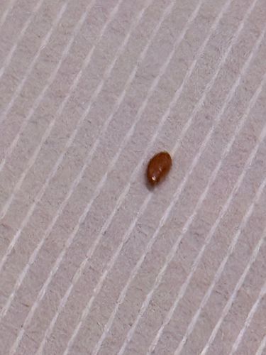 Bed Bug
