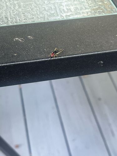 Velvet Ant (likely a species of Dasymutilla)