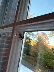 Antlion larva (Doodlebug)