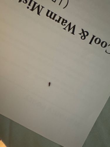 Thrips (also known as Thunderbugs)