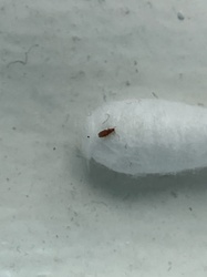 Sawtoothed Grain Beetle or Merchant Grain Beetle