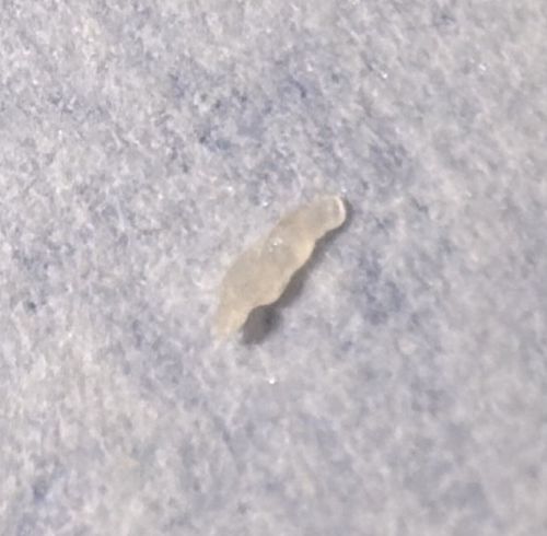 Drain fly larva