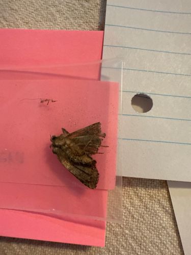 Moth (likely a Owlet Moth or similar)