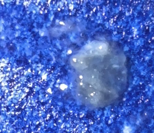 No identifiable insect