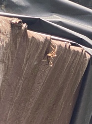 Daddy Longlegs (Harvestman)