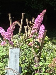 Butterfly (possibly a Swallowtail species)