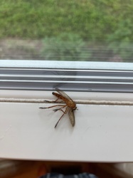 Robber Fly