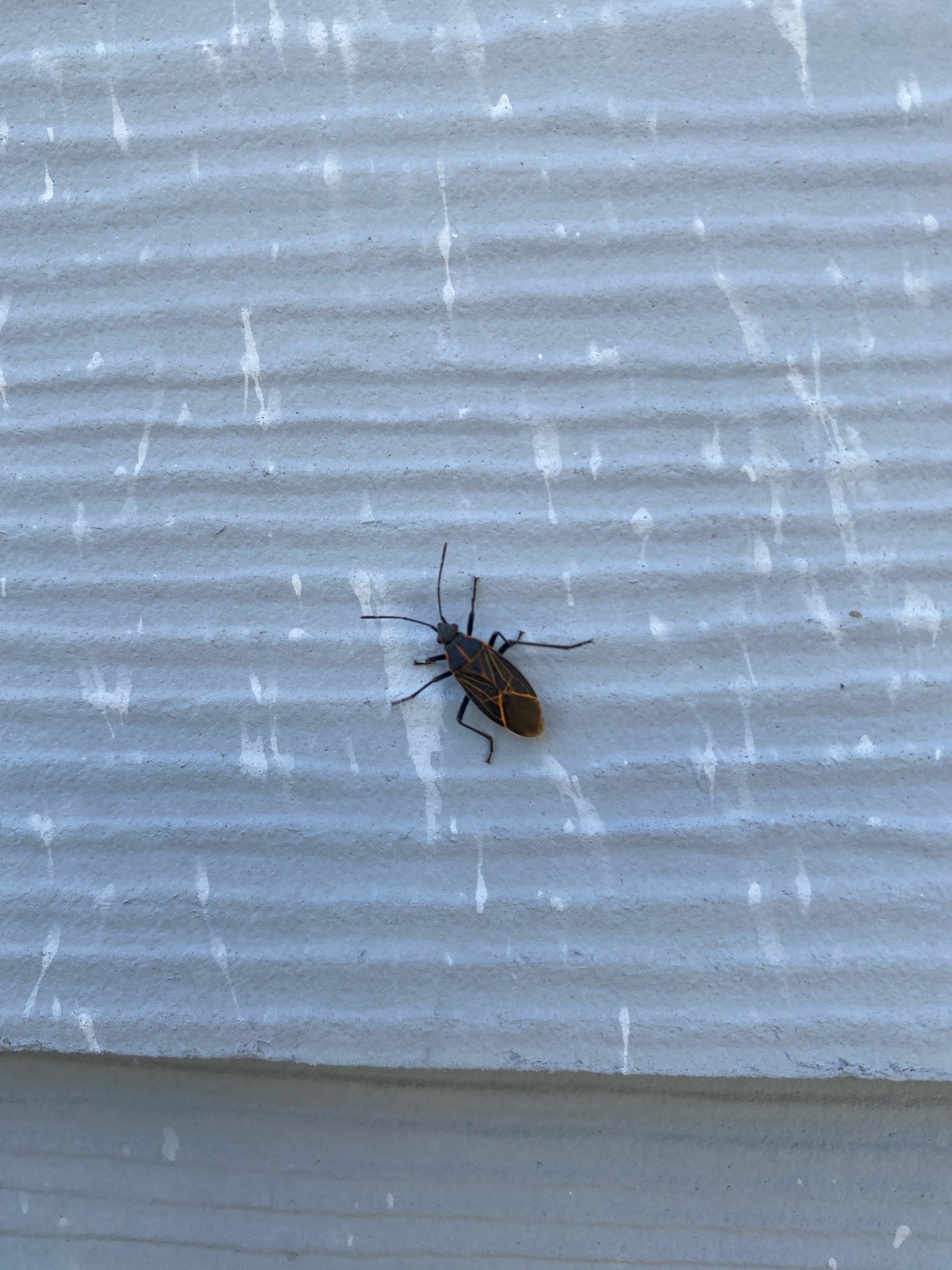 Boxelder Bug