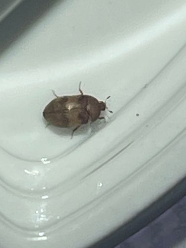 Varied Carpet Beetle