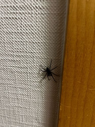 Black House Spider