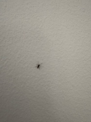 Fungus Gnat