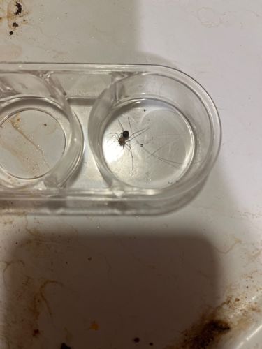 Daddy Long-legs (Harvestman)