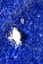 Mealybug