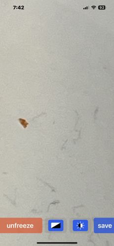 Carpet Beetle (likely Varied Carpet Beetle or Black Carpet Beetle)