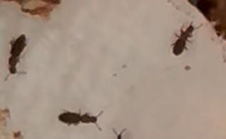 Sawtoothed Grain Beetle