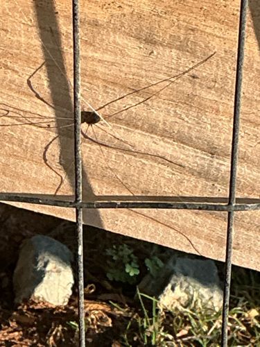Harvestman or Daddy Longlegs (Opilion)