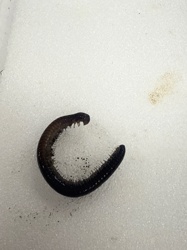 Millipede