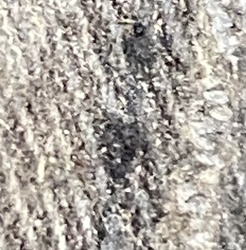 Carpet Beetle
