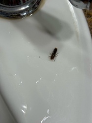 Click Beetle (Likely a species of Click Beetle)