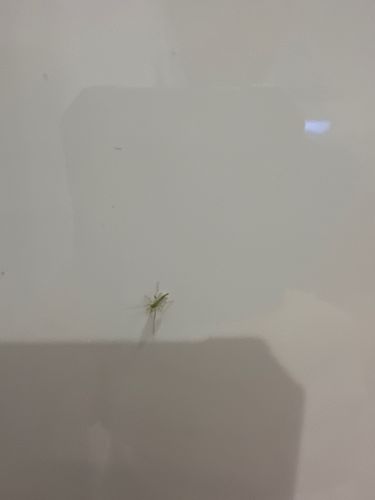 Mosquito (likely a male based on visible feathery antennae, though specific identification is difficult from this image)