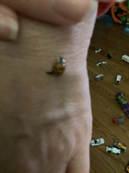 Ladybug (or Ladybird beetle)