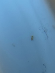 Too blurry to identify