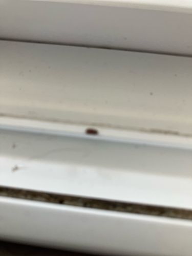 Carpet Beetle (appears to be a Varied Carpet Beetle or a similar species)