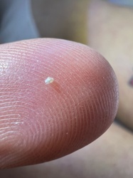 It is not possible to identify an insect from this image. The object in the image appears to be a small piece of debris or lint on a fingertip.