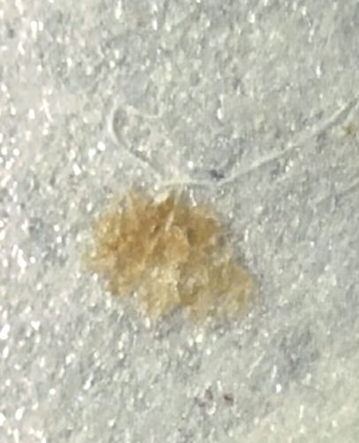 Masked Hunter Nymph (Camouflaged state)