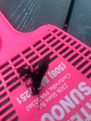 Ant or possibly wingless Wasp/Ant mimic