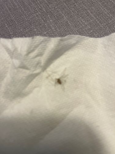 Gnat (likely a Fungus Gnat)