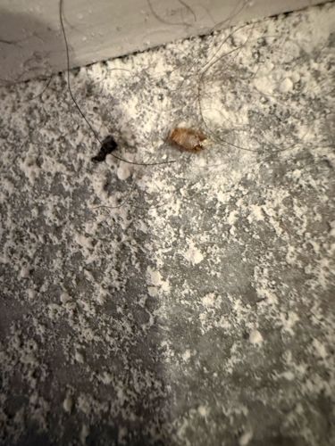 Cockroach (likely German Cockroach nymph)