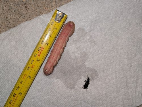 Tomato Hornworm (Caterpillar)