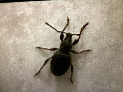 Broad-nosed Weevil
