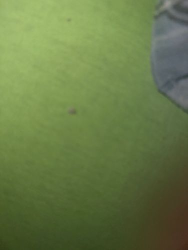 Unidentifiable tiny dark specks