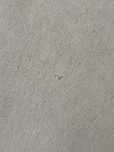 Case-bearing Clothes Moth (or Plaster Bagworm)