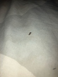 Bed Bug