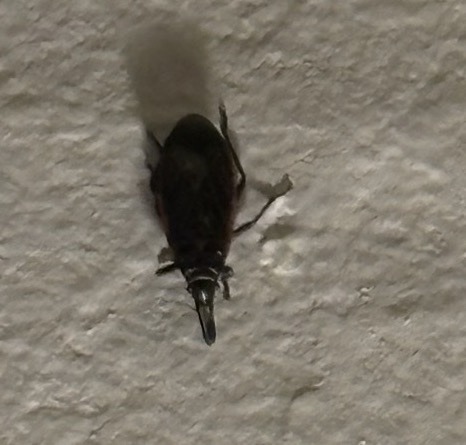 Vine Vine Weevil