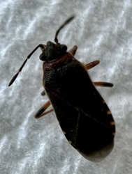 Minute Pirate Bug
