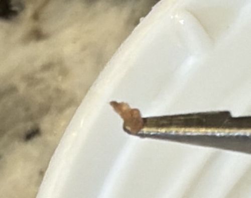 Pharaoh Ant