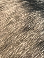 Flea (possibly flea eggs or debris, cannot definitively identify an adult flea)