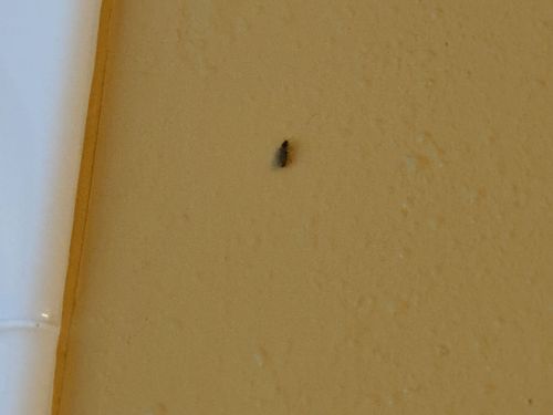 Drain Fly (also known as Moth Fly, Filter Fly, Sewer Gnat)